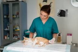 AXON COMUNICACION, Uso terapéutico de células madre en medicina felina