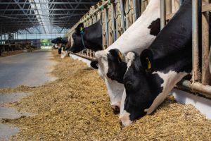 AXON COMUNICACION, Oligoelementos, papel vital en la salud y el rendimiento del ganado 
