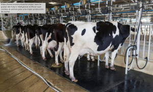 AXON COMUNICACION, Así será la granja del futuro: inteligencia artificial que cuidará al animal para una mejor producción de leche