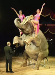 AXON COMUNICACION, Casi un millón de firmas para prohibir animales en circos