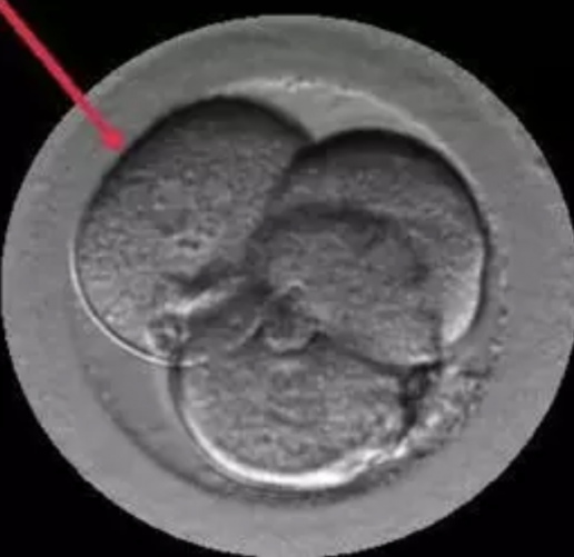 AXON COMUNICACION, Las células de los embriones trabajan en equipo para auto-repararse