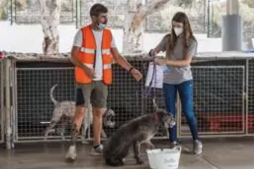 AXON COMUNICACION, El Colegio de Veterinarios dona 1.000 euros para ayudar a los animales afectados por el volcán de La Palma
