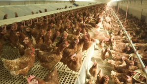 AXON COMUNICACION, El sector avícola puede perder más de 300 millones por carestía de insumos