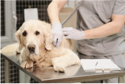 AXON COMUNNICACION, Prevalencia de las principales enfermedades vectoriales en perros de las 50 provincias Españolas