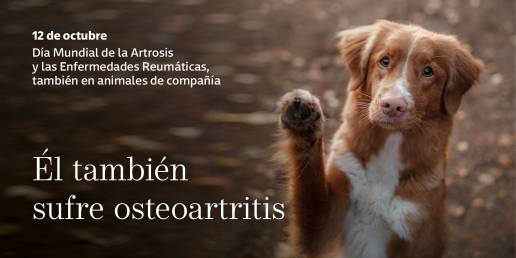 AXON COMUNICACION, Los animales de compañía también sufren osteoartritis