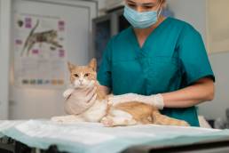 AXON COMUNICACION, Uso terapéutico de células madre en medicina felina