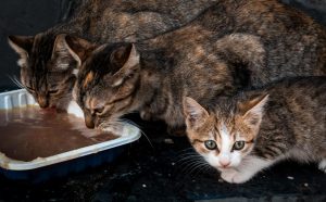 axon comunicacion, El Colegio de Veterinarios de Sevilla visita Gines para informar sobre el control de colonias felinas