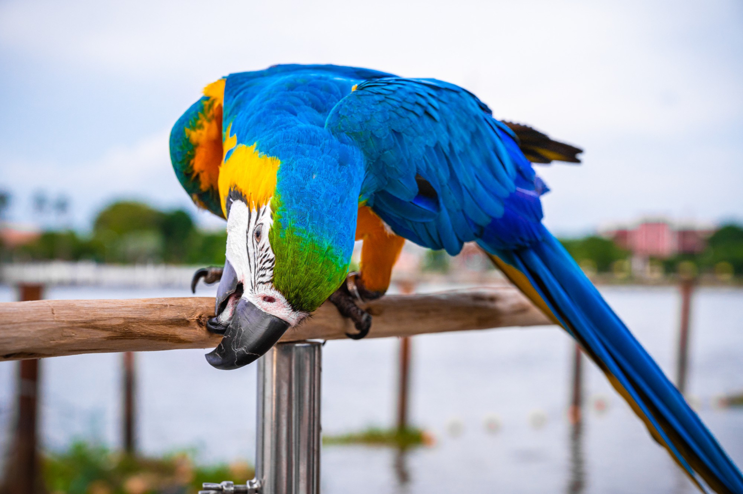 AXON COMUNICACION, Chlamydophila psittaci en aves: Una enfermedad grave y oculta en aves: Una enfermedad grave y oculta
