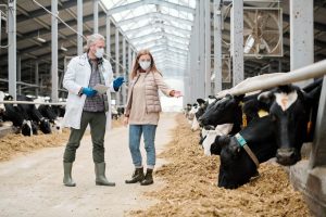 AXON COMUNICACION, Cómo el apoyo práctico puede ayudar a involucrar a los ganaderos en los factores de BVD