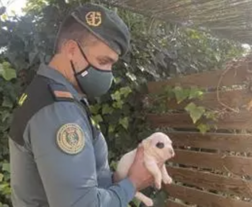 AXON COMUNICACION, Guardia Civil incauta 123 animales domésticos a un hombre en Sant Joan y le imputa delito de maltrato animal