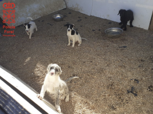 AXON COMUNICACION, Desmantelado en la Ribera un criadero de venta ilegal de perros por internet