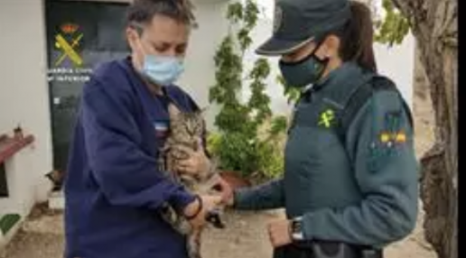 AXON COMUNICACION, Investigan a un acusado de maltrato animal tras atrapar gatos con trampas lazo en Montilla