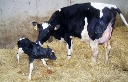 AXON COMUNICACION, Cuidado y manejo de vacas lecheras recién paridas - parte 1