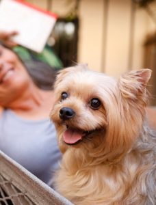 AXON COMUNICACION, Los perros adultos son más propensos a padecer patologías cardiacas