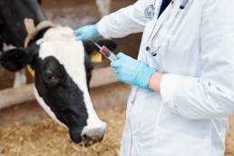 AXON COMUNICACION, Tratamiento de trematodos hepáticos en bovinos y ovinos