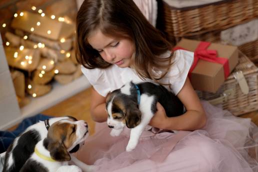 AXON COMUNICACION, Alrededor de 50.000 perros y gatos podrían llegar estas navidades a los hogares con niños en forma de regalo