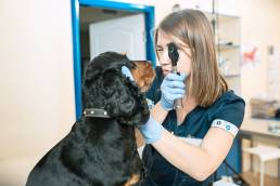 AXON COMUNICACION, Aislados bacterianos de úlceras corneales indolentes en perros