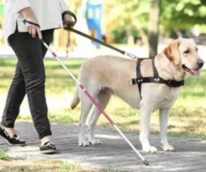 AXON COMUNICACION, El BOJA publica la nueva Ley sobre perros de asistencia a personas con discapacidad, que entrará en vigor el 23 de enero