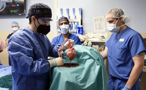 AXON COMUNICACION, Realizan con éxito el primer trasplante de un corazón de cerdo a un hombre 