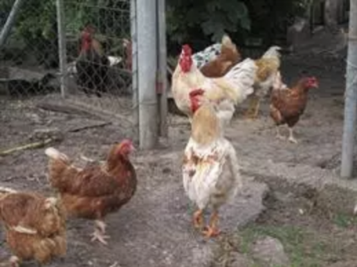AXON COMUNICACION, La Xunta prohíbe la cría al aire libre para evitar la gripe aviar