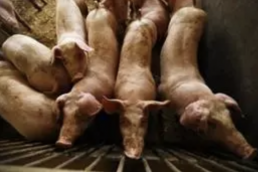 AXON COMUNICACION, Elevar las medidas contra la peste porcina africana tras el salto a Italia
