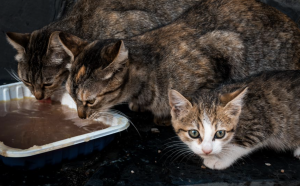 AXON COMUNICACION, El Colegio de Veterinarios de Almería, pieza clave en el control de colonias de gatos ferales de la ciudad