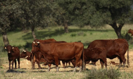 AXON COMUNICACION, La OCV y ANEMBE abordan en estado de la ganadería de vacuno y reiteran su compromiso con la sanidad y el bienestar animal