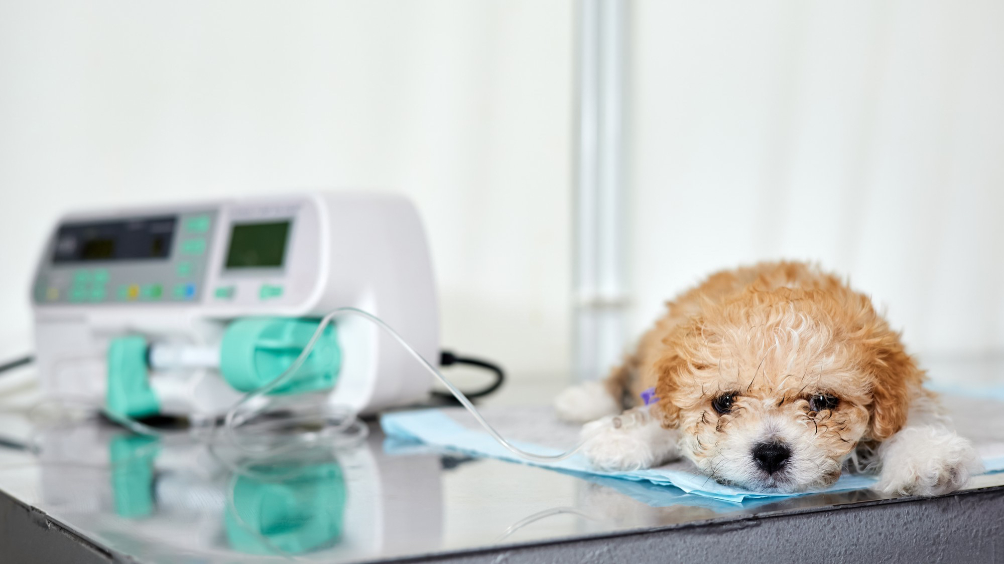 AXON COMUNICACION, Plasma hiperinmune para perros con enteritis parvoviral