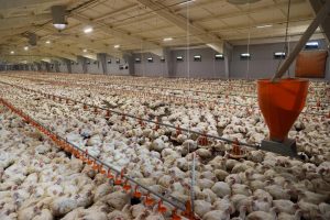 AXON COMUNICACION, Se pide un "cambio radical" en el modelo de macrogranjas ante la gripe aviar