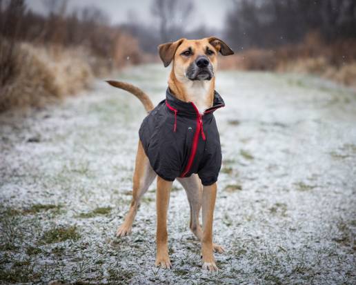 AXON COMUNICACION, Siete peligros del invierno para los perros