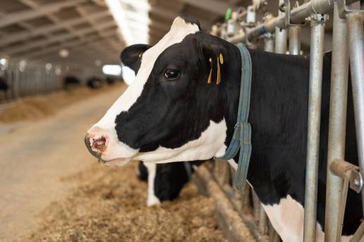 AXON COMUNICACION, Manejo de lesiones y enfermedades en vacas lecheras recién paridas - parte 2