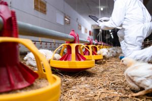 AXON COMUNICACION, Reino Unido notifica el primer caso humano confirmado de gripe aviar 