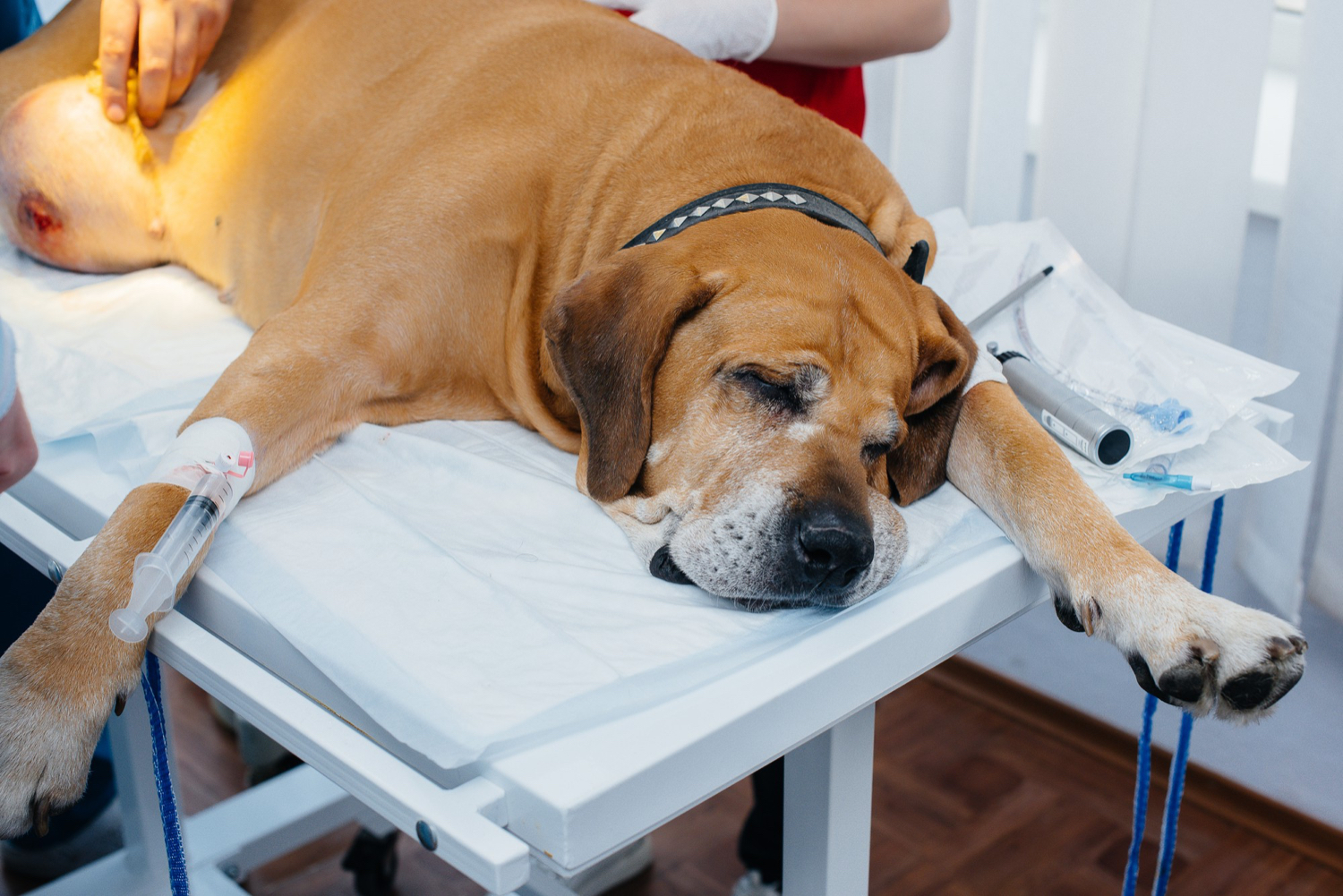 AXON COMUNICACION, LCR y niveles séricos de lactato en la enfermedad canina del SNC