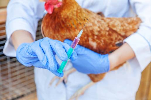 AXON COMUNICACION, Francia experimentará dos vacunas para la gripe aviar