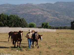 AXON COMUNICACION, La UMU acoge la exposición 'Cría Caballar de las Fuerzas Armadas: 150 años de servicio' en la Facultad de Veterinaria
