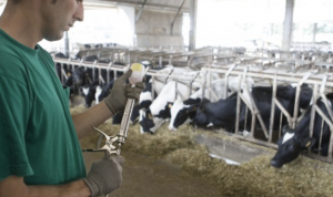 AXON COMUNICACION, La UE estrena normas para limitar el uso de antibióticos en animales