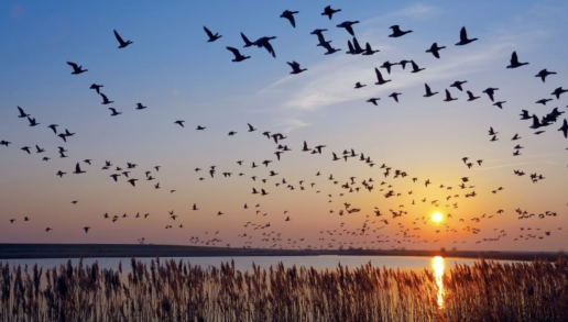 AXON COMUNICACION, El Colegio de Valladolid recuerda que la expansión de la gripe aviar está muy relacionada con las migraciones de especies silvestres