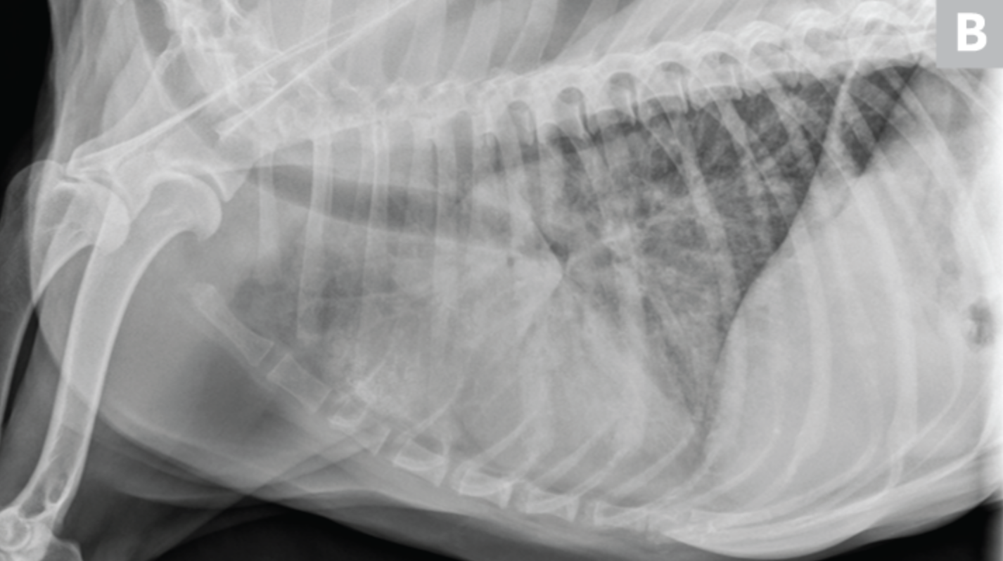 AXON COMUNICACION, Enfermedades pulmonares comunes en perros