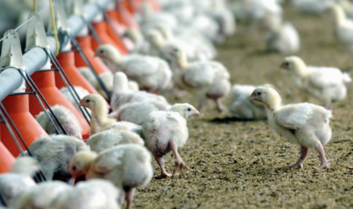 AXON COMUNICACION, Declarados tres nuevos focos de gripe aviar en explotaciones andaluzas