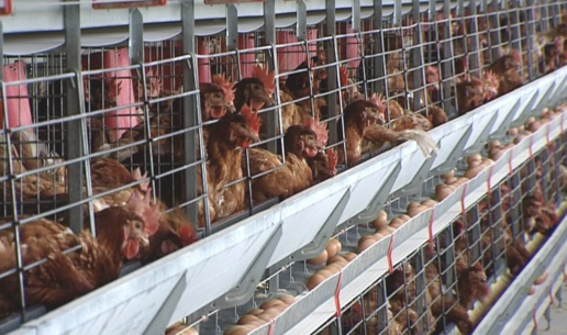 AXON COMUNICACION, La gripe aviar solo obliga a sacrificar el 0,04 % de la producción