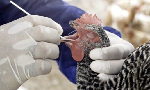 AXON COMUNICACION, Las explotaciones afectadas por gripe aviar se elevan ya a siete en Andalucía