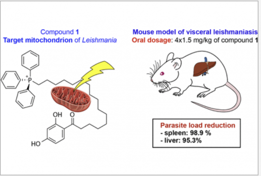 AXON COMUNICACION, Descubrimiento y estudio farmacológico de sales de fosfonio derivadas del 4-hidroxifenilo con actividad en un modelo murino de leishmaniasis visceral