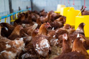 AXON COMUNICACION, Un foco de gripe aviar obliga a sacrificar 133.750 gallinas y afecta a 32 granjas con un millón de aves en Valladolid
