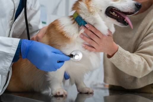 AXON COMUNICCION, Enfermedades pulmonares comunes en perros
