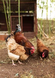 AXON COMUNICACION, Alcaldesa de Niebla señala que solo "tiene conocimiento" de una granja afectada por gripe aviar en su municipio