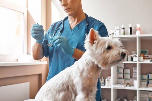 AXON COMUNICACION, Vacunación y control de movimientos de animales, aspectos clave para luchar contra la rabia
