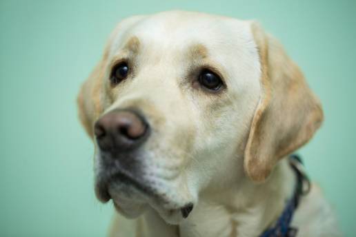 AXON COMUNICACION, Seropositividad para Borrelia burgdorferi en un perro clínicamente normal