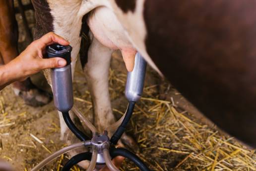 AXON COMUNICACION, Mastitis: ¿son suficientes los rebaños que utilizan la terapia selectiva de vacas secas?