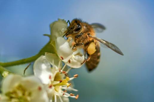 AXON COMUNICACION, Calier premia a las mejores fotografias sobre apicultura