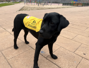 AXON COMUNICACION, Los perros filloa y grelo comienzan su entrenamiento para ayudar a niños con trastorno del espectro autista